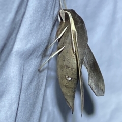 Hippotion scrofa at Jerrabomberra, NSW - 6 Mar 2022