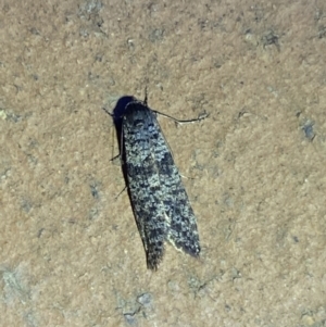 Lepidoscia (genus) ADULT at Jerrabomberra, NSW - suppressed