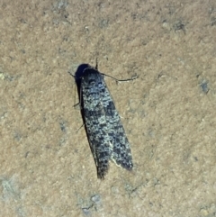 Lepidoscia (genus) ADULTS (A Case moth) at Jerrabomberra, NSW - 6 Mar 2022 by Steve_Bok