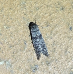 Lepidoscia (genus) ADULT at Jerrabomberra, NSW - suppressed