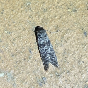 Lepidoscia (genus) ADULT at Jerrabomberra, NSW - 6 Mar 2022