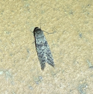 Lepidoscia (genus) ADULT at Jerrabomberra, NSW - suppressed