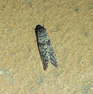 Lepidoscia (genus) ADULT at Jerrabomberra, NSW - 6 Mar 2022