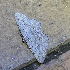 Didymoctenia exsuperata (Thick-lined Bark Moth) at QPRC LGA - 6 Mar 2022 by Steve_Bok