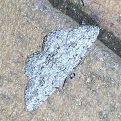 Didymoctenia exsuperata at Jerrabomberra, NSW - 6 Mar 2022