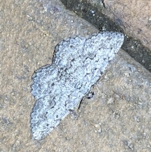 Didymoctenia exsuperata at Jerrabomberra, NSW - 6 Mar 2022