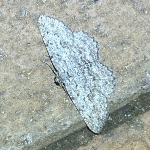 Didymoctenia exsuperata at Jerrabomberra, NSW - 6 Mar 2022