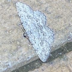 Didymoctenia exsuperata at Jerrabomberra, NSW - 6 Mar 2022