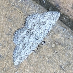 Didymoctenia exsuperata at Jerrabomberra, NSW - 6 Mar 2022