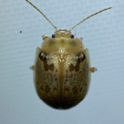 Paropsis charybdis (Eucalyptus leaf beetle) at Jerrabomberra, NSW - 6 Mar 2022 by SteveBorkowskis