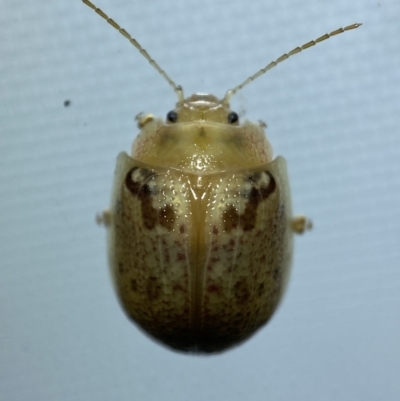 Paropsis charybdis (Eucalyptus leaf beetle) at QPRC LGA - 6 Mar 2022 by Steve_Bok