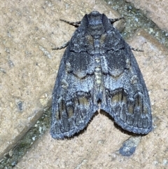 Discophlebia celaena (Variable Snub Moth) at Jerrabomberra, NSW - 6 Mar 2022 by SteveBorkowskis