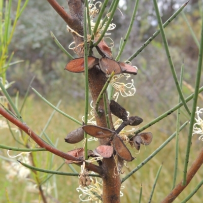 Hakea microcarpa (Small-fruit Hakea) at Paddys River, ACT - 30 Nov 2021 by MichaelBedingfield