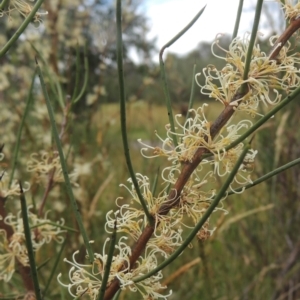 Hakea microcarpa at Paddys River, ACT - 30 Nov 2021