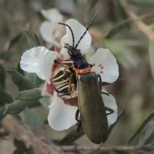 Chauliognathus lugubris at Paddys River, ACT - 30 Nov 2021