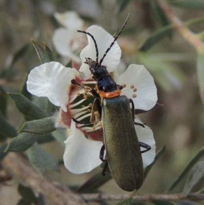 Chauliognathus lugubris (Plague Soldier Beetle) at Tidbinbilla Nature Reserve - 30 Nov 2021 by michaelb