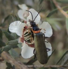 Chauliognathus lugubris (Plague Soldier Beetle) at Paddys River, ACT - 30 Nov 2021 by michaelb