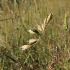 Rytidosperma carphoides (Short Wallaby Grass) at Tidbinbilla Nature Reserve - 30 Nov 2021 by michaelb