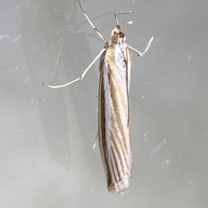 Hednota species near grammellus at Jerrabomberra, NSW - suppressed