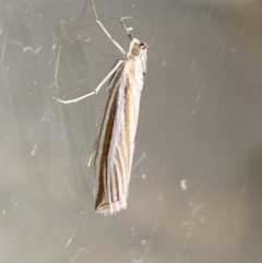 Hednota species near grammellus at Jerrabomberra, NSW - suppressed