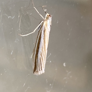 Hednota species near grammellus at Jerrabomberra, NSW - suppressed