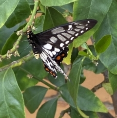 Papilio anactus (Dainty Swallowtail) at Jerrabomberra, NSW - 7 Mar 2022 by SteveBorkowskis