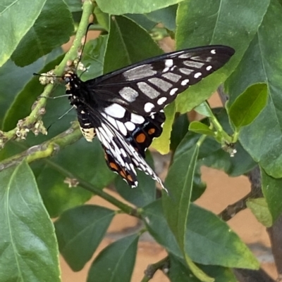 Papilio anactus (Dainty Swallowtail) at QPRC LGA - 7 Mar 2022 by Steve_Bok