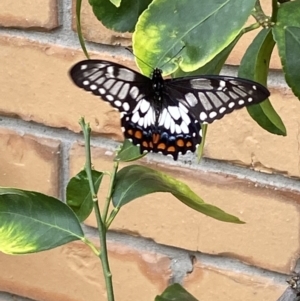 Papilio anactus at Jerrabomberra, NSW - 7 Mar 2022