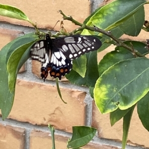 Papilio anactus at Jerrabomberra, NSW - 7 Mar 2022