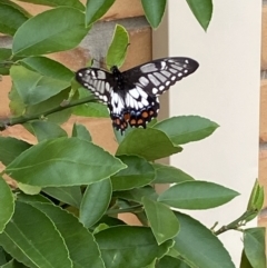 Papilio anactus at Jerrabomberra, NSW - 7 Mar 2022