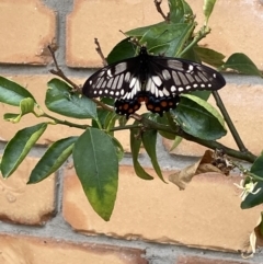 Papilio anactus at Jerrabomberra, NSW - 7 Mar 2022