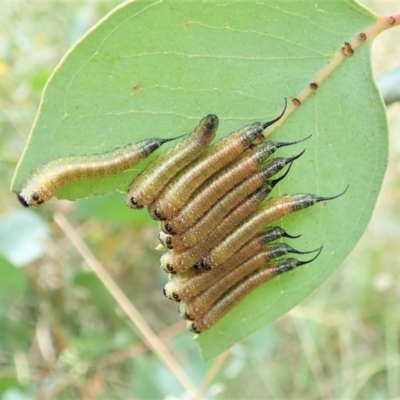 Lophyrotoma interrupta (Cattle Poisoning Sawfly) at Molonglo Valley, ACT - 4 Mar 2022 by CathB