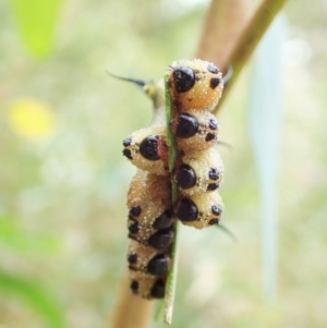 Lophyrotoma interrupta at Molonglo Valley, ACT - 4 Mar 2022 11:53 AM