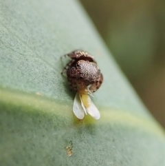 Simaethula sp. (genus) at Molonglo Valley, ACT - 4 Mar 2022
