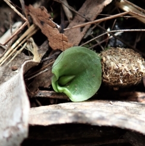 Corysanthes hispida at Point 4081 - 4 Mar 2022