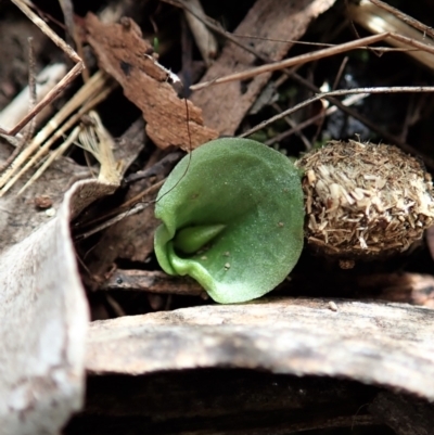 Corysanthes hispida (Bristly Helmet Orchid) at Point 4081 - 4 Mar 2022 by CathB