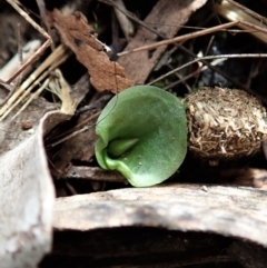 Corysanthes hispida (Bristly helmet orchid) at Point 4081 - 4 Mar 2022 by CathB
