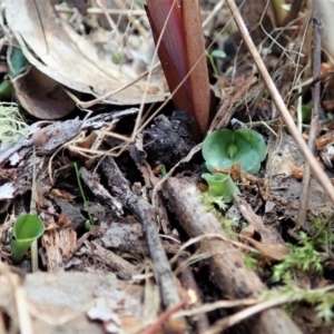 Corysanthes hispida at Point 4081 - 4 Mar 2022