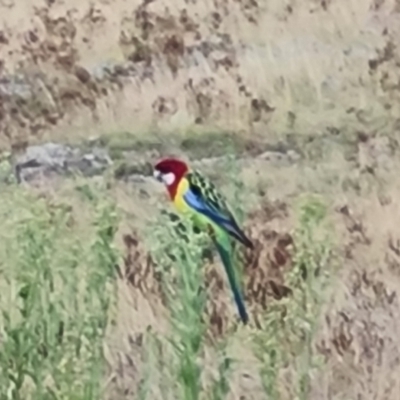 Platycercus eximius (Eastern Rosella) at Isaacs Ridge and Nearby - 6 Mar 2022 by Mike