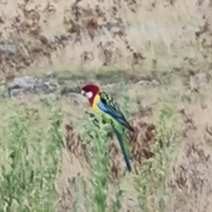 Platycercus eximius (Eastern Rosella) at Isaacs Ridge and Nearby - 6 Mar 2022 by Mike