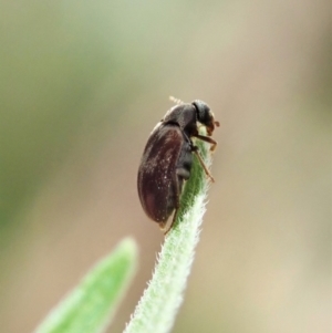 Ripiphoridae (family) at Aranda, ACT - 4 Mar 2022