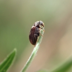 Ripiphoridae (family) at Aranda, ACT - 4 Mar 2022