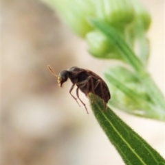 Ripiphoridae (family) at Aranda, ACT - 4 Mar 2022 12:19 PM