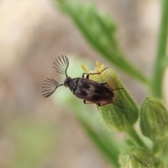 Ripiphoridae (family) at Aranda, ACT - 4 Mar 2022 12:19 PM