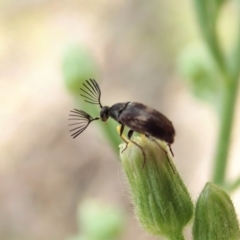 Ripiphoridae (family) at Aranda, ACT - 4 Mar 2022