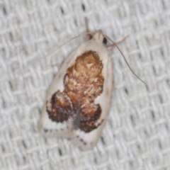 Garrha idiosema (A concealer moth) at O'Connor, ACT - 3 Mar 2022 by ibaird