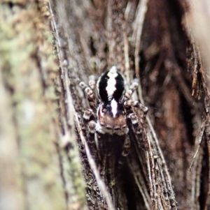 Euophryinae sp. (Mr Stripey) undescribed at Aranda, ACT - 4 Mar 2022