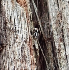 Euophryinae sp. (Mr Stripey) undescribed at Aranda, ACT - 4 Mar 2022