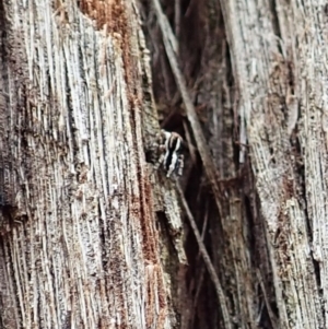 Euophryinae sp. (Mr Stripey) undescribed at Aranda, ACT - 4 Mar 2022 12:22 PM