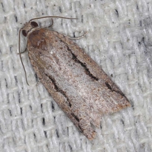 Meritastis undescribed species at O'Connor, ACT - 3 Mar 2022